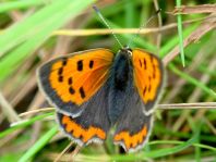 Kleiner Feuerfalter, Lycaena phlaeas