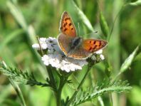 Kleiner Feuerfalter, Lycaena phlaeas