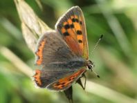 Kleiner Feuerfalter, Lycaena phlaeas