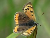 Kleiner Feuerfalter, Lycaena phlaeas
