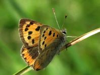 Kleiner Feuerfalter, Lycaena phlaeas