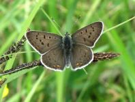Brauner Feuerfalter, Lycaena tityrus