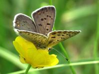 Brauner Feuerfalter, Lycaena tityrus