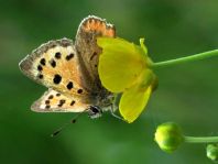 Kleiner Feuerfalter, Lycaena phlaeas