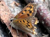 Kleiner Feuerfalter, Lycaena phlaeas