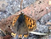 Kleiner Feuerfalter, Lycaena phlaeas