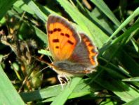 Kleiner Feuerfalter, Lycaena phlaeas