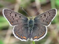 Brauner Feuerfalter, Lycaena tityrus