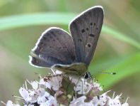 Brauner Feuerfalter, Lycaena tityrus