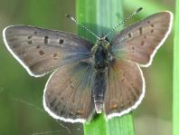 Brauner Feuerfalter, Lycaena tityrus