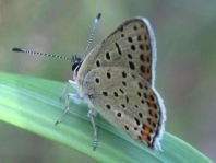 Brauner Feuerfalter, Lycaena tityrus