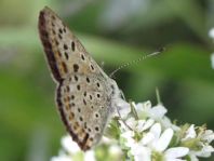 Brauner Feuerfalter, Lycaena tityrus