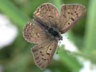 Brauner Feuerfalter, Lycaena tityrus