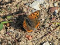 Kleiner Feuerfalter, Lycaena phlaeas