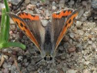 Kleiner Feuerfalter, Lycaena phlaeas