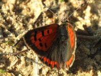 Kleiner Feuerfalter, Lycaena phlaeas