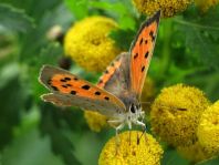Kleiner Feuerfalter, Lycaena phlaeas