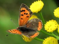 Kleiner Feuerfalter, Lycaena phlaeas