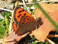 Kleiner Feuerfalter, Lycaena phlaeas