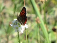 Kleiner Feuerfalter, Lycaena phlaeas