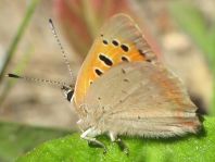 Kleiner Feuerfalter, Lycaena phlaeas