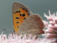 Kleiner Feuerfalter, Lycaena phlaeas