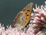 Kleiner Feuerfalter, Lycaena phlaeas