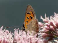 Kleiner Feuerfalter, Lycaena phlaeas