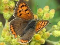Kleiner Feuerfalter, Lycaena phlaeas