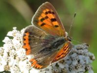 Kleiner Feuerfalter, Lycaena phlaeas