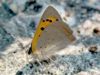 Kleiner Feuerfalter, Lycaena phlaeas