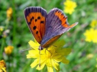 Kleiner Feuerfalter, Lycaena phlaeas