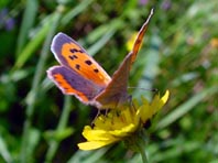Kleiner Feuerfalter, Lycaena phlaeas