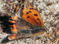 Kleiner Feuerfalter, Lycaena phlaeas