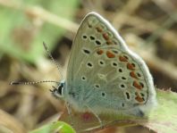 Polyommatus celina