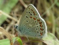 Polyommatus celina