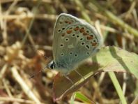 Polyommatus celina