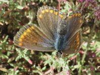 Polyommatus celina
