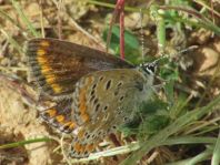 Polyommatus celina