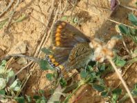 Polyommatus celina