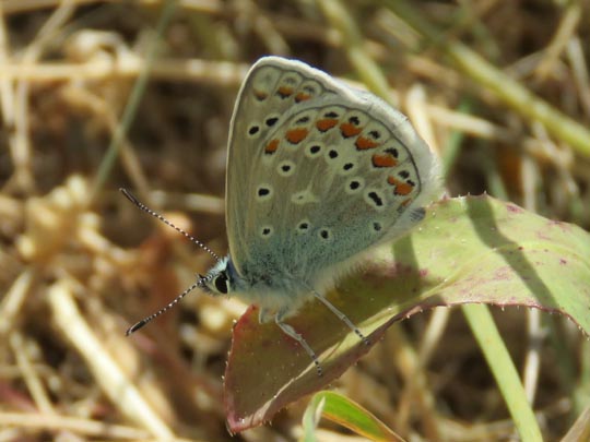 Polyommatus celina