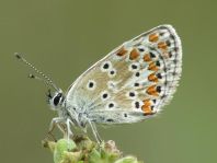 Aricia agestis, Kleiner Sonnenröschen-Bläuling
