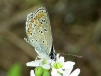 Aricia agestis, Kleiner Sonnenröschen-Bläuling