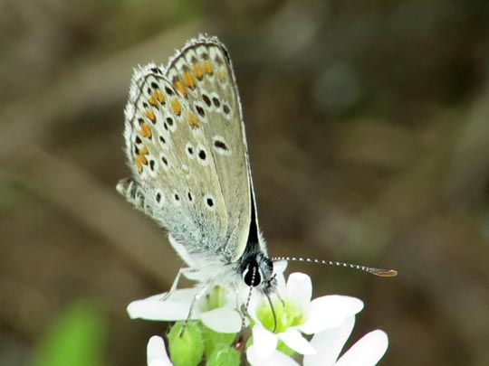 Aricia agestis, Kleiner Sonnenröschen-Bläuling