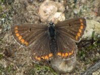 Aricia agestis, Kleiner Sonnenröschen-Bläuling