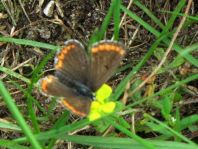 Aricia agestis, Kleiner Sonnenröschen-Bläuling