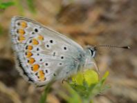 Aricia agestis, Kleiner Sonnenröschen-Bläuling