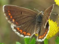 Aricia agestis, Kleiner Sonnenröschen-Bläuling
