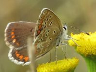 Aricia agestis, Kleiner Sonnenröschen-Bläuling