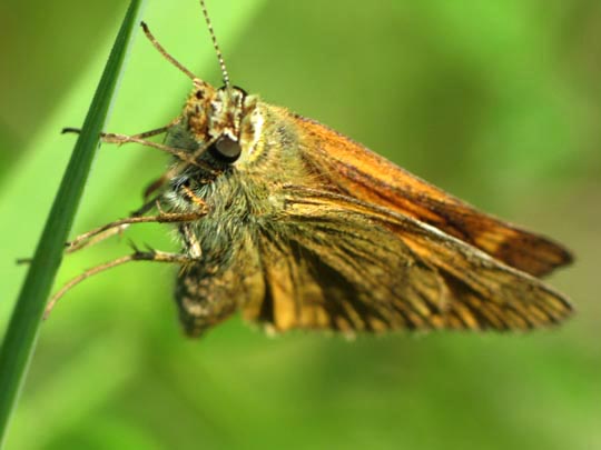 Ochlodes sylvanus, Rostfarbener Dickkopffalter